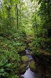 DOMINICA - Un torrente del centro isola